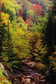 Small Stream Through Forest In Autumn Wall Mural