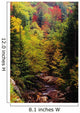 Small Stream Through Forest In Autumn Wall Mural