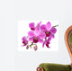 Pink Orchid Phalaenopsis White
