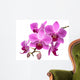 Pink Orchid Phalaenopsis White