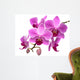 Pink Orchid Phalaenopsis White