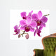 Pink Orchid Phalaenopsis White