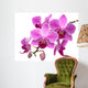 Pink Orchid Phalaenopsis White