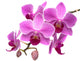 Pink Orchid Phalaenopsis White