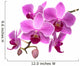 Pink Orchid Phalaenopsis White