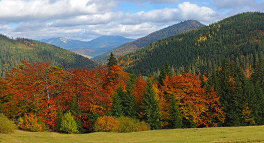 Landscape