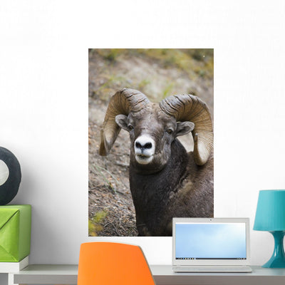 Rocky Mountain Bighorn Sheep Wall Mural shown on a wall