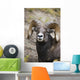 Rocky Mountain Bighorn Sheep Wall Mural