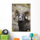 Rocky Mountain Bighorn Sheep Wall Mural