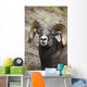 Rocky Mountain Bighorn Sheep Wall Mural