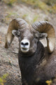 Rocky Mountain Bighorn Sheep Wall Mural