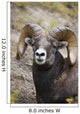 Rocky Mountain Bighorn Sheep Wall Mural