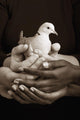 Many Hands Holding A Dove Wall Mural