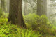 Forest along Damnation Creek Wall Decal