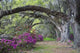 Live Oaks and Colorful Wall Decal Design 1