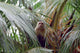 Capuchin Monkey in Costa Rica Wall Mural