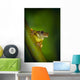 Swamp Frog On Reed Wall Mural