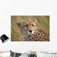 Cheetah Portrait, Masai Mara, Kenya, Africa Wall Mural