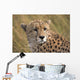 Cheetah Portrait, Masai Mara, Kenya, Africa Wall Mural