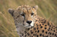 Cheetah Portrait, Masai Mara, Kenya, Africa Wall Mural