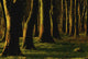 Glenville Woods, County Cork, Ireland Wall Mural