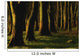 Glenville Woods, County Cork, Ireland Wall Mural