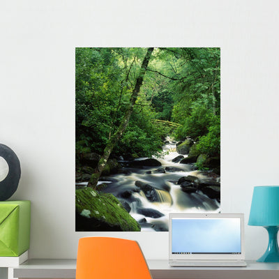 Owengarriff River Killarney National Wall Mural shown on a wall