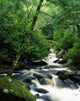 Owengarriff River, Killarney National Park, County Kerry, Ireland Wall Mural