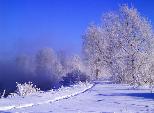winter Wall Mural