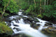 Owengarriff River, Killarney National Park, County Kerry, Ireland Wall Mural