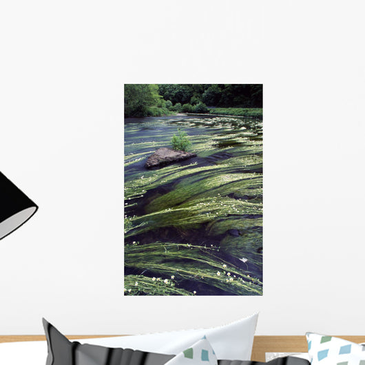 River Bandon, County Cork, Ireland Wall Mural