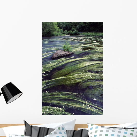 River Bandon, County Cork, Ireland Wall Mural