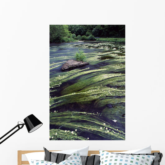 River Bandon, County Cork, Ireland Wall Mural