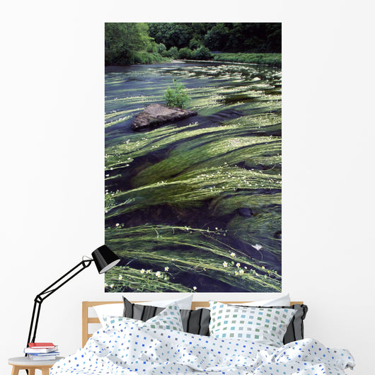 River Bandon, County Cork, Ireland Wall Mural