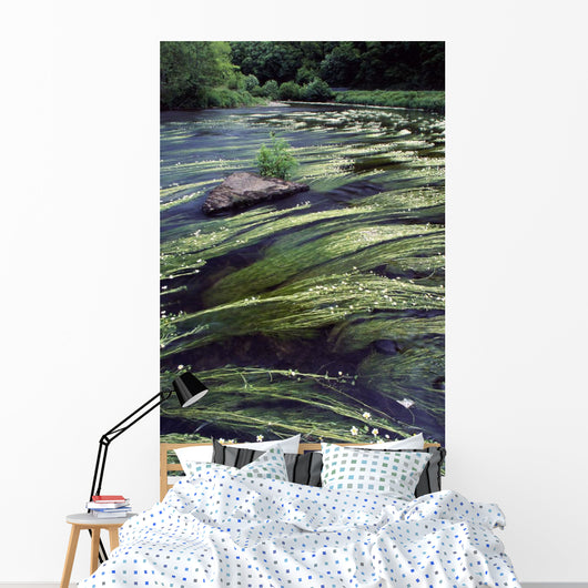 River Bandon, County Cork, Ireland Wall Mural