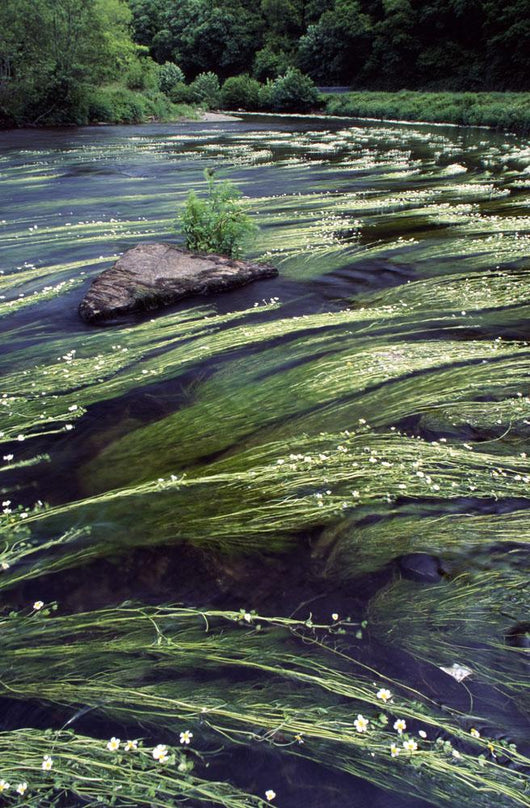 River Bandon, County Cork, Ireland Wall Mural