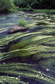River Bandon, County Cork, Ireland Wall Mural