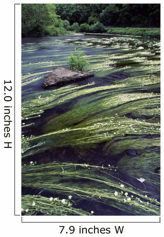 River Bandon, County Cork, Ireland Wall Mural