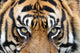Tigers Eyes