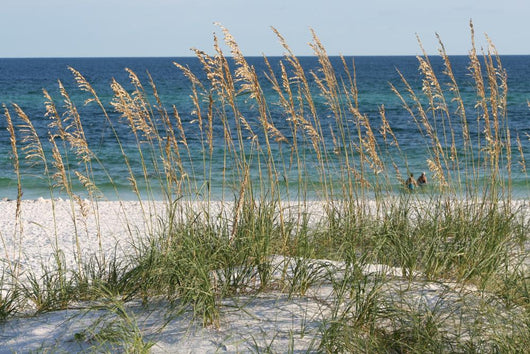 sea oats beach dune Wall Mural