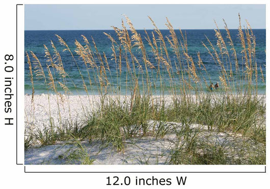 sea oats beach dune Wall Mural