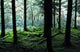 A Forest In Highlands, Scotland Wall Mural
