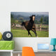 Thoroughbred Horses, Yearlings Wall Mural