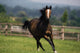 Thoroughbred Horses, Yearlings Wall Mural