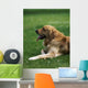 Golden Retriever Wall Mural