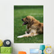 Golden Retriever Wall Mural