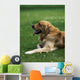 Golden Retriever Wall Mural