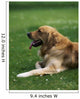Golden Retriever Wall Mural