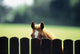 Thoroughbred Horses, Foal Looking Over Fence Wall Mural