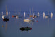 Strangford Lough, Co Down, Ireland Wall Mural